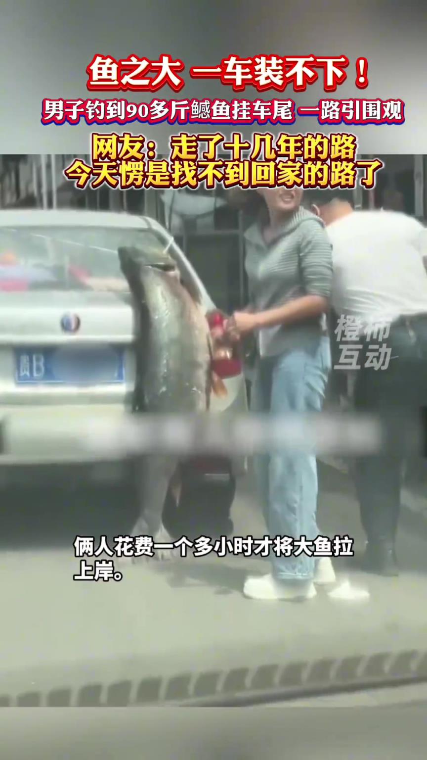 魚之大，一車裝不下！男子釣到90多斤鳡魚掛車尾，一路引圍觀
