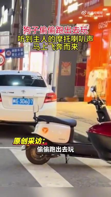 狗狗偷跑出去玩，聽到主人喇叭聲，馬上飛奔而來！
