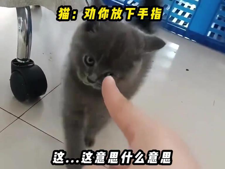 这猫咪可真凶！