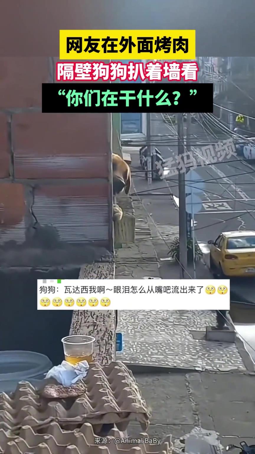 网友在外面烤肉，隔壁狗狗扒着墙看，“你们在干什么？”