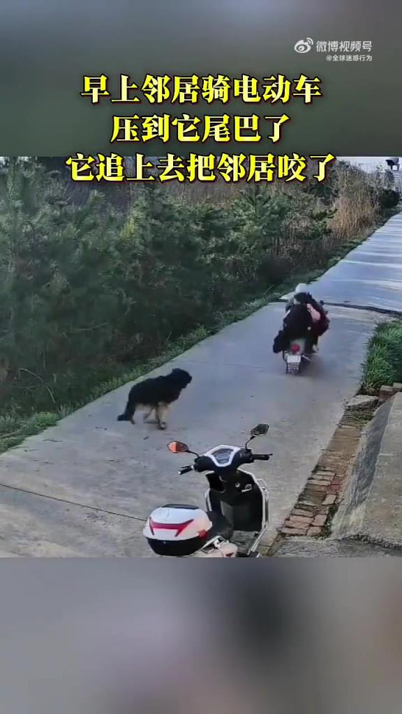 鄰居騎電動車壓到狗狗尾巴了，它追上去把鄰居給咬了
