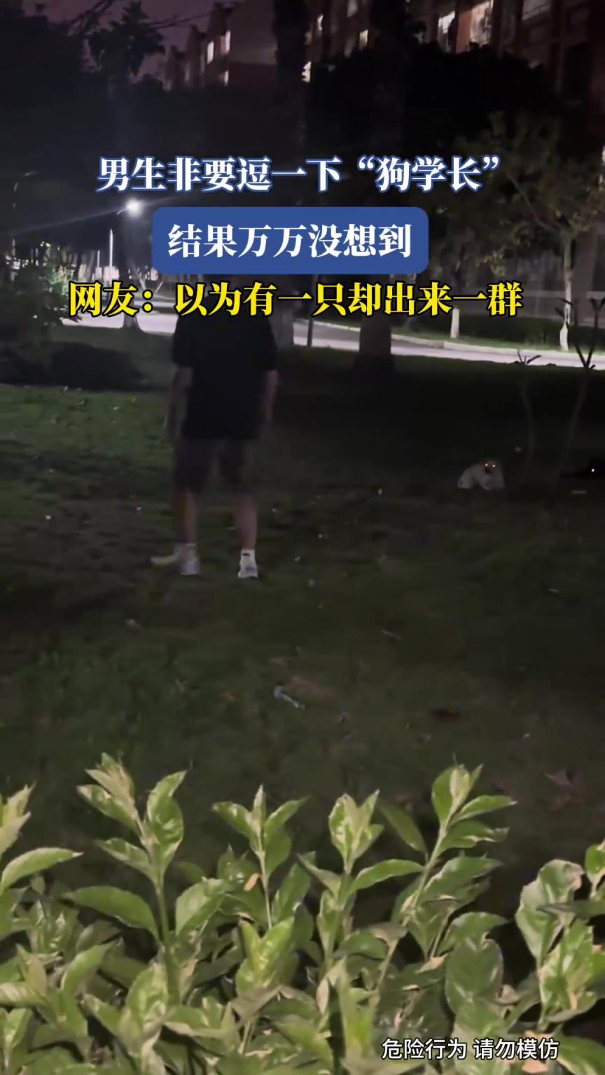 男生非要逗一下“狗學(xué)長(zhǎng)”結(jié)果出來了一群！