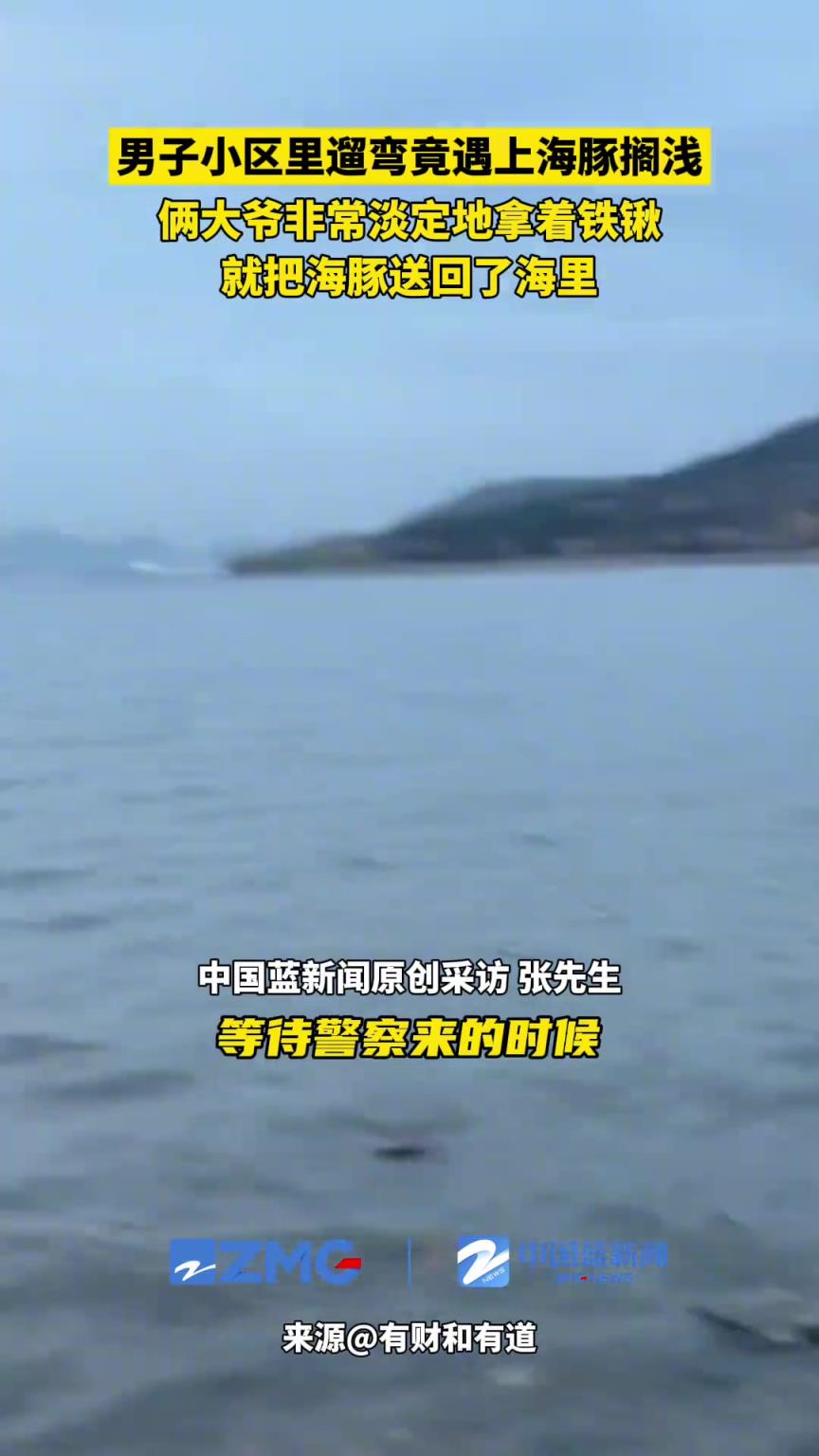 海豚擱淺，倆大爺非常淡定地拿著鐵鍬就把海豚送回了海里