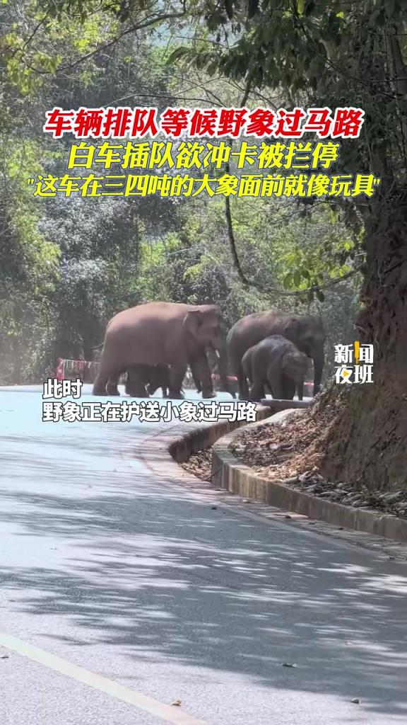 車輛排隊(duì)等候野象過馬路,白車插隊(duì)欲沖卡被攔停!!!