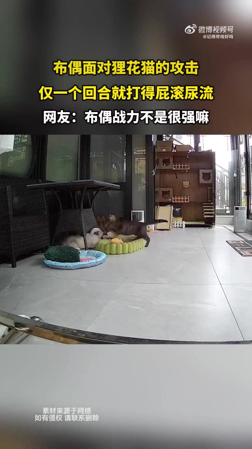 布偶面对狸花猫的攻击，仅一个回合就打得屁滚尿流