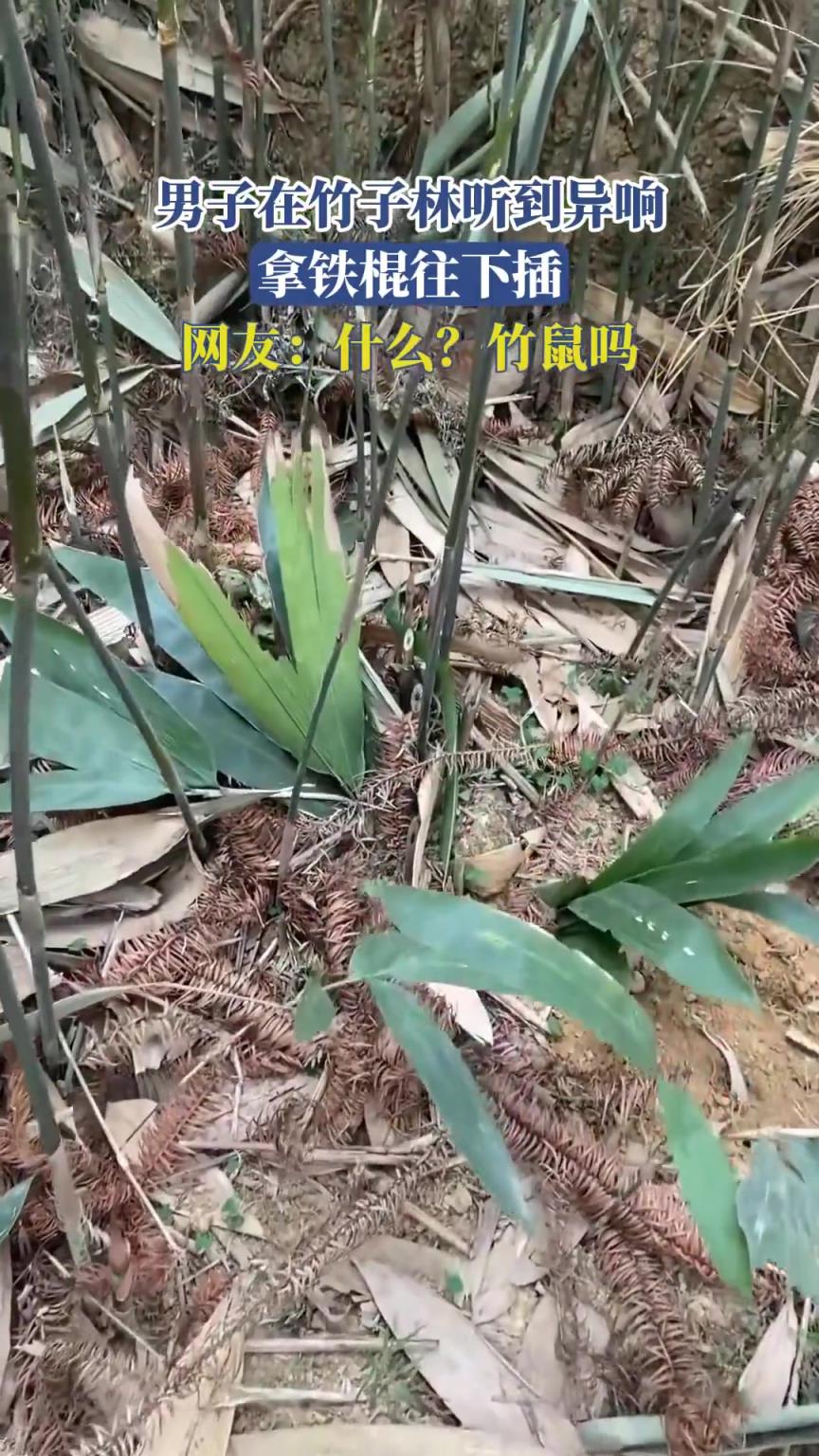 男子在竹子林聽到異響，拿鐵棍往下插，網(wǎng)友：什么？竹鼠嗎