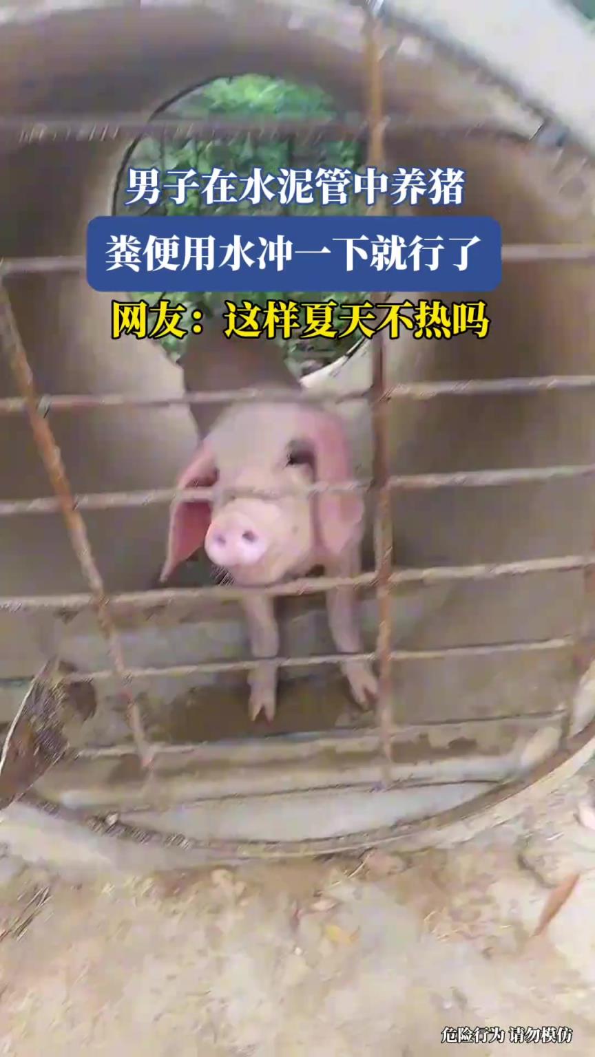 男子在水泥管中養(yǎng)豬，糞便用水沖一下就行了