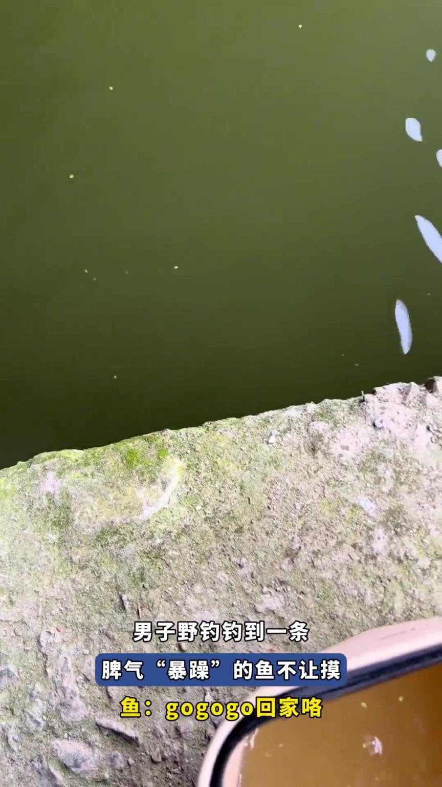 男子野釣釣到一條，脾氣“暴躁”的魚，魚：gogogo回家咯