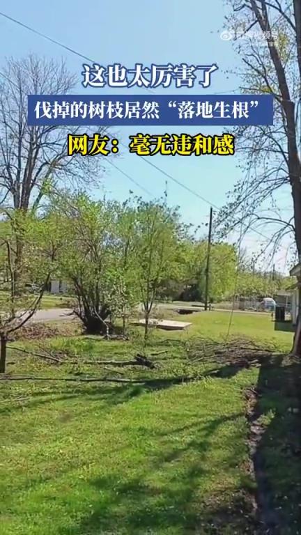 這也太厲害了!伐掉的樹枝居然“落地生根”,網(wǎng)友:毫無違和感