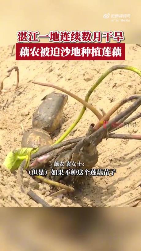 廣東一地干旱藕農(nóng)被迫沙地種植蓮藕