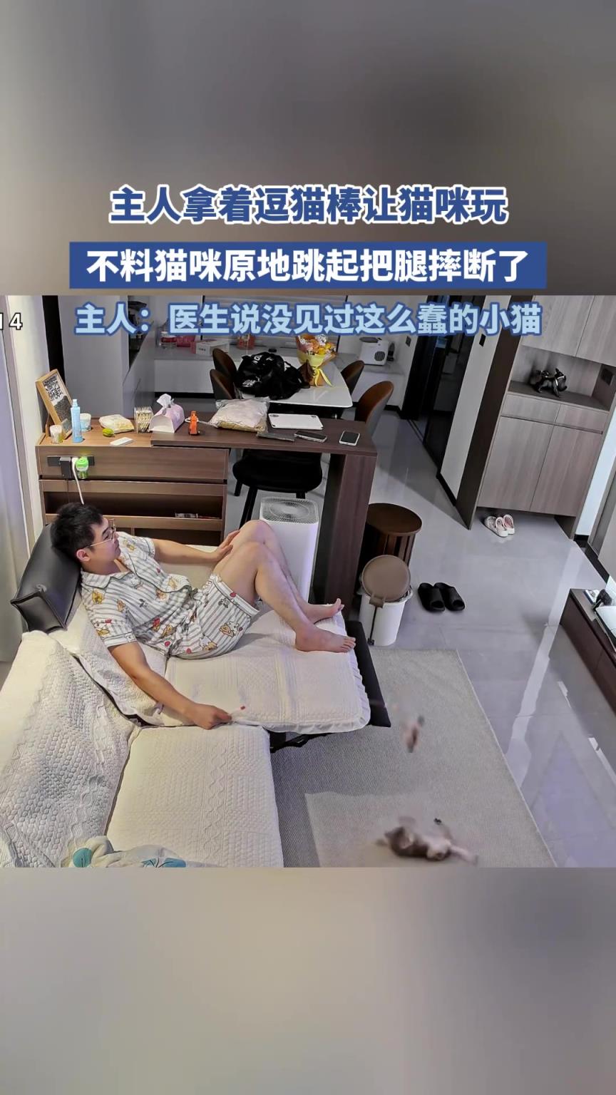 主人拿著逗貓棒讓貓咪玩，不料貓咪原地跳起把腿摔斷了