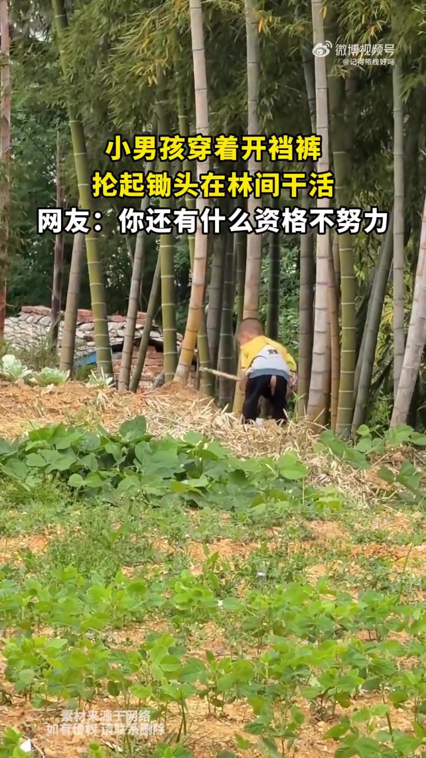 小男孩穿著開襠褲，掄起鋤頭在林間干活