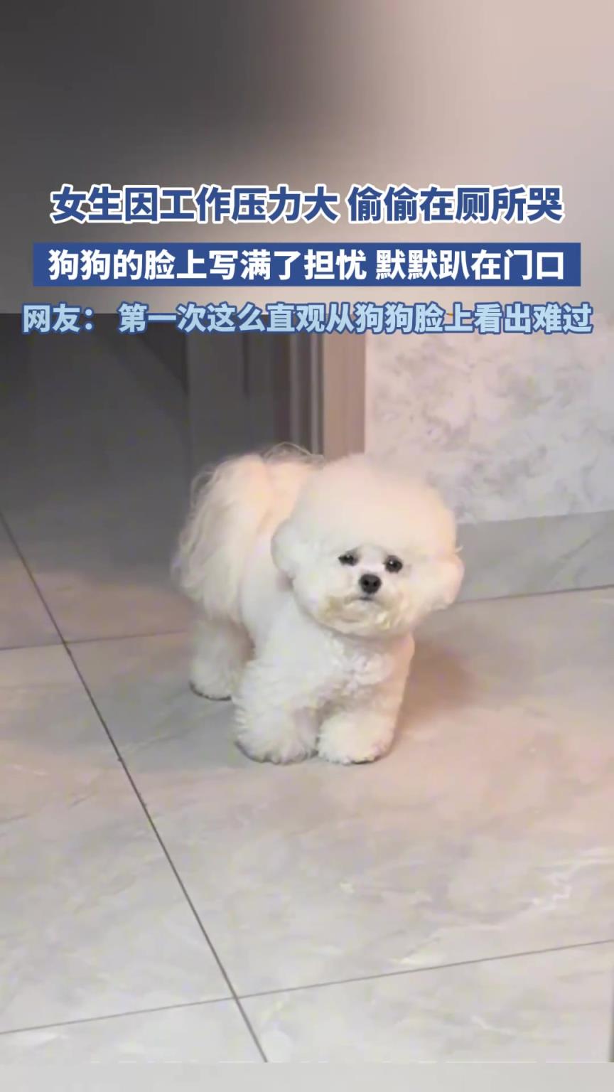 女生因工作壓為大 偷偷在廁所哭，狗狗的臉上寫滿擔(dān)憂默默趴門口