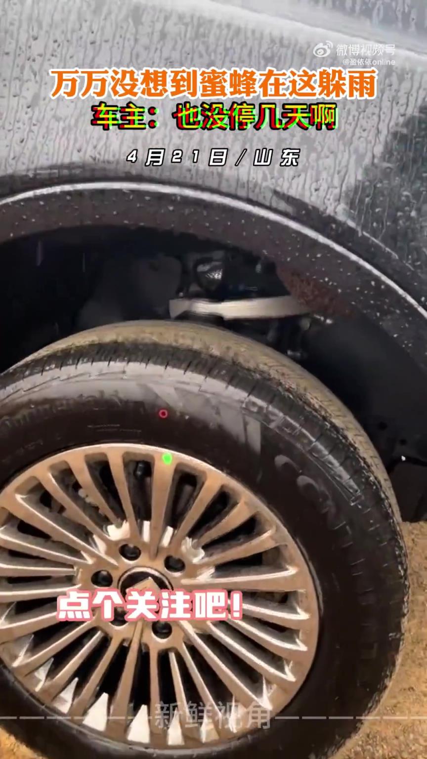 萬萬沒想到蜜蜂在這躲雨 車主：也沒停幾天啊