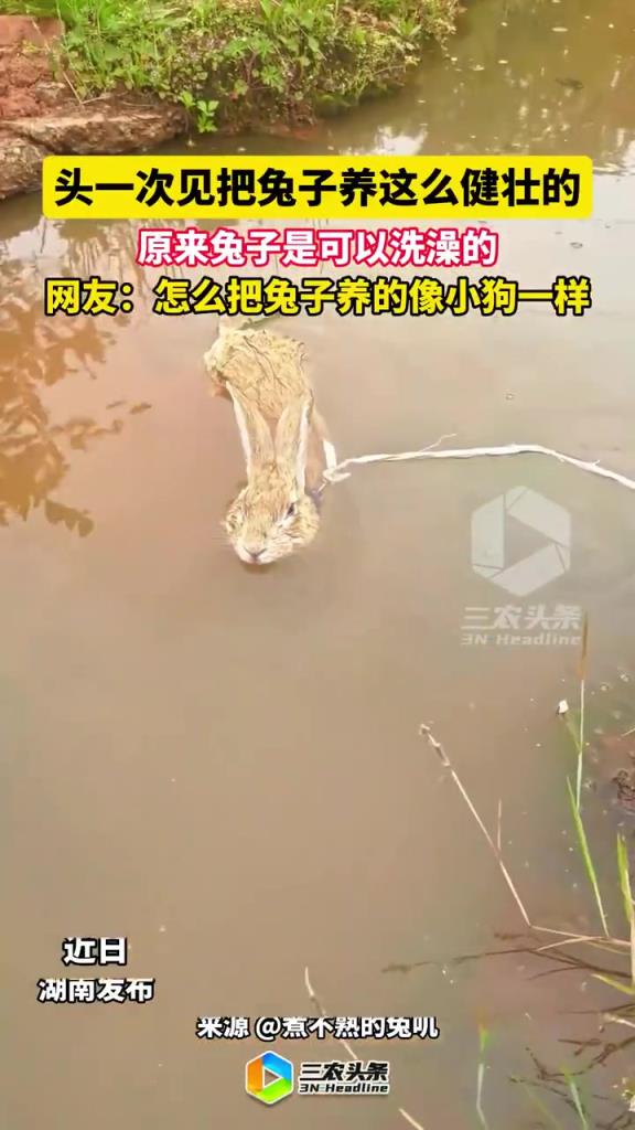 頭一次見把兔子養(yǎng)這么健壯的 原來兔子是可以洗澡的