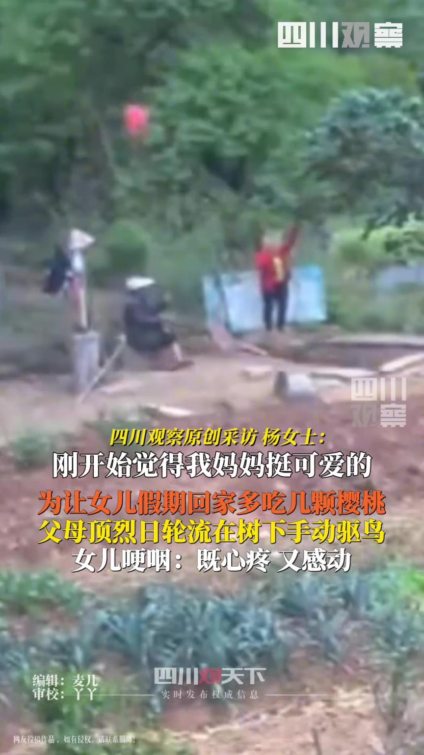 家中樱桃成熟父母轮流驱鸟守护