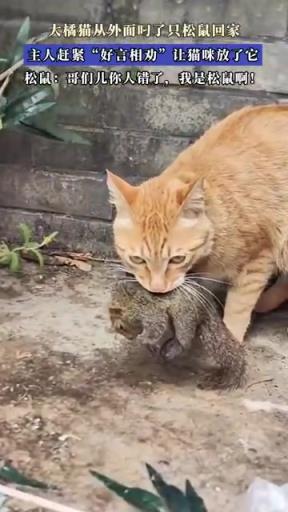 大橘猫从外面抓叼了只松鼠回家，主人“好言相劝”让猫咪放了它