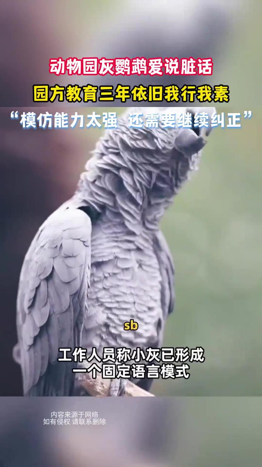 动物园灰鹦鹉爱说脏话，园方教育三年依旧我行我素