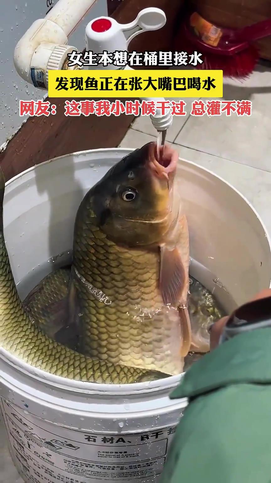 女生本想在桶里接水，發(fā)現(xiàn)魚正在張大嘴巴喝水