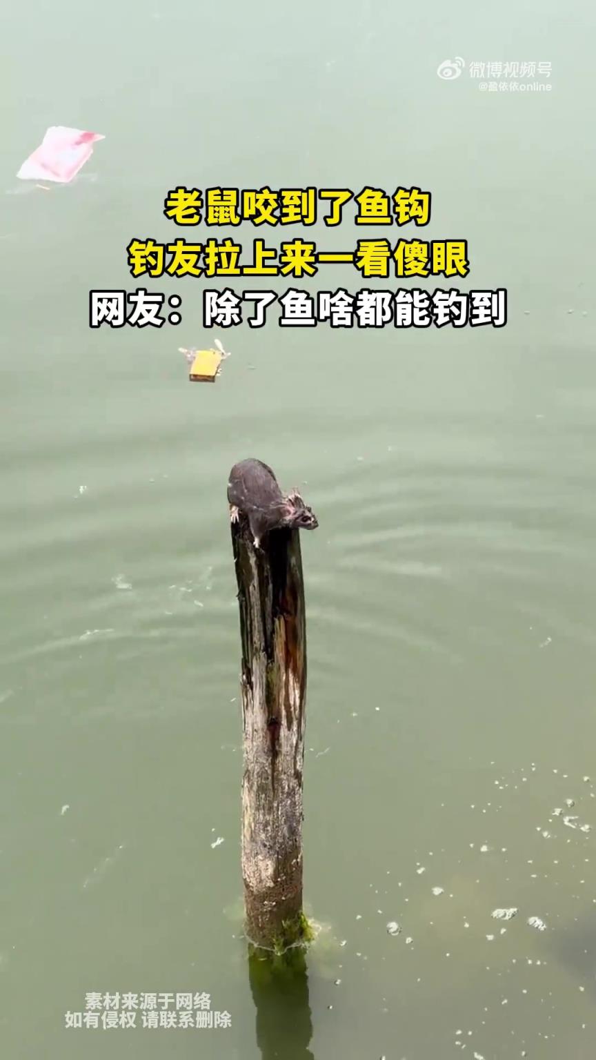 老鼠咬到了鱼钩，钓友拉上来一看傻眼，网友：除了鱼啥都能钓到～