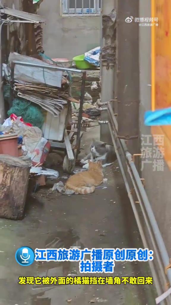 家猫被野猫堵在墙角不敢回家