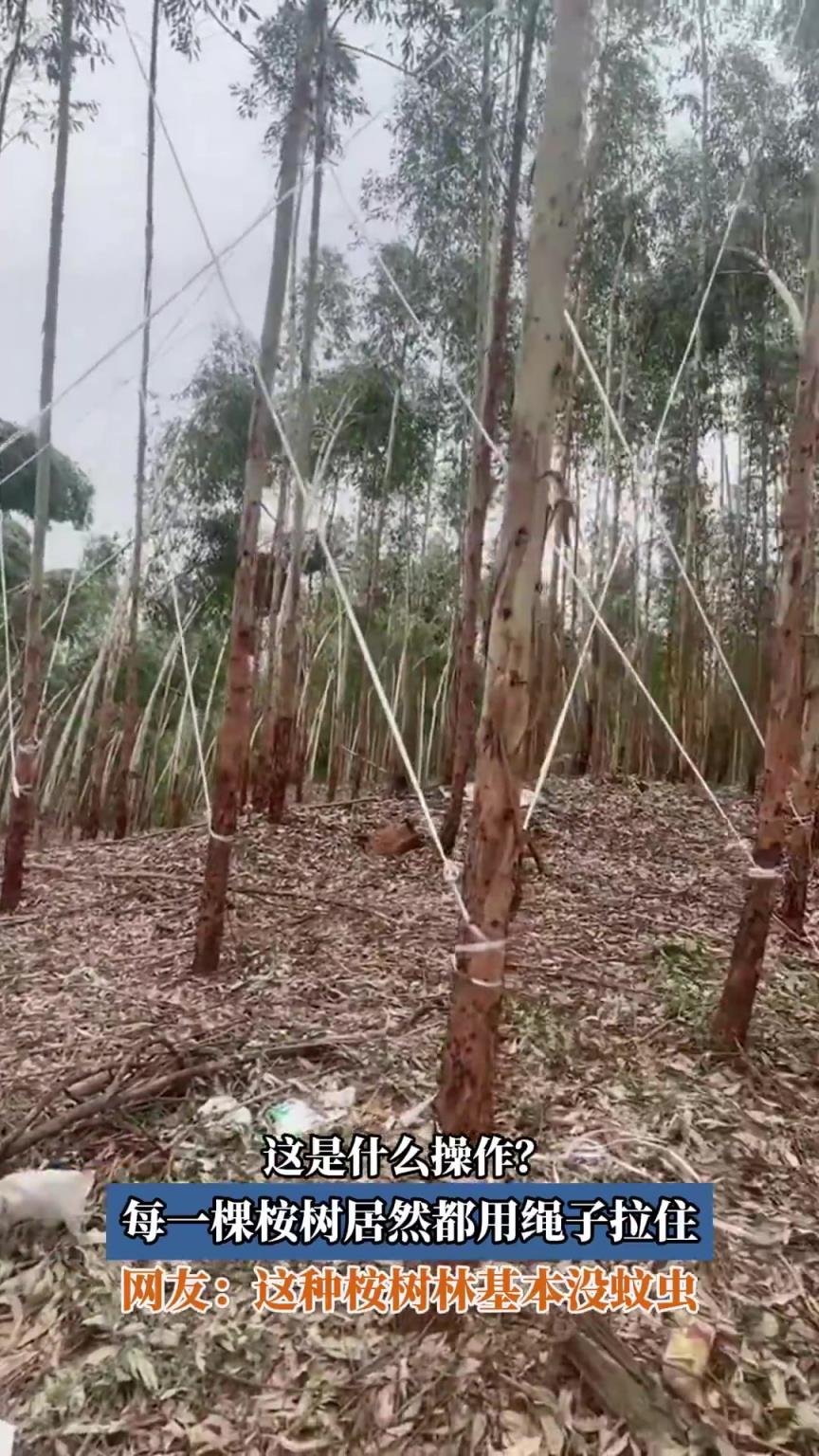 這是什么操作？每一棵桉樹居然都用繩子拉住
