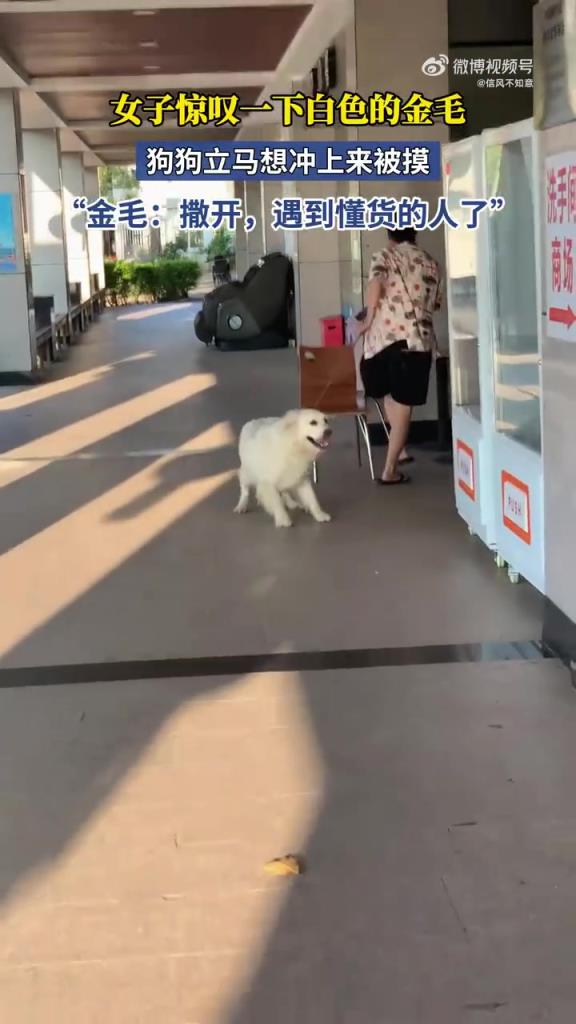 女子惊叹一下白色的金毛，狗狗立马想冲上来被摸！