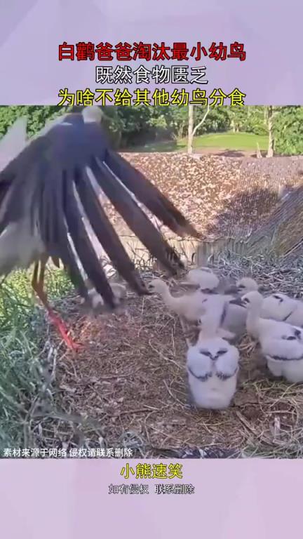 白鸛爸爸淘汰最小幼鳥，為何不將其分食給其他幼鳥
