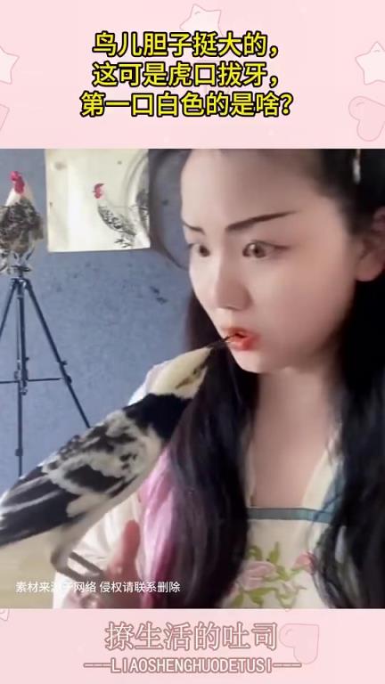 鳥兒膽子大似虎口拔牙，第一口白色的是什么？