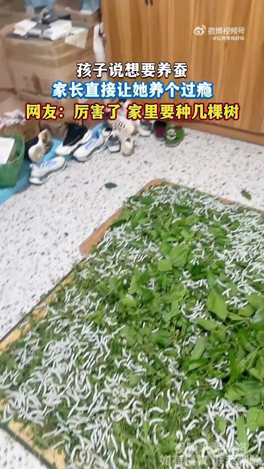 孩子说想要养蚕，家长直接让她养个过瘾