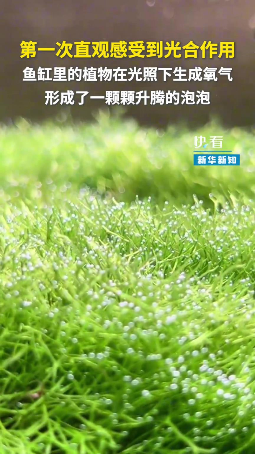 第一次直观感受到光合作用，课本上的知识具象化了！