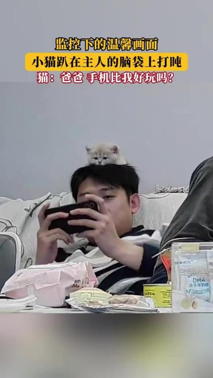 監控下的溫馨一幕：小貓趴在主人腦袋上打盹