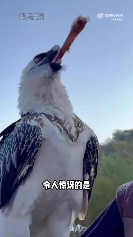 秃鹫直接吞下大骨头，不愧是顶级清道夫