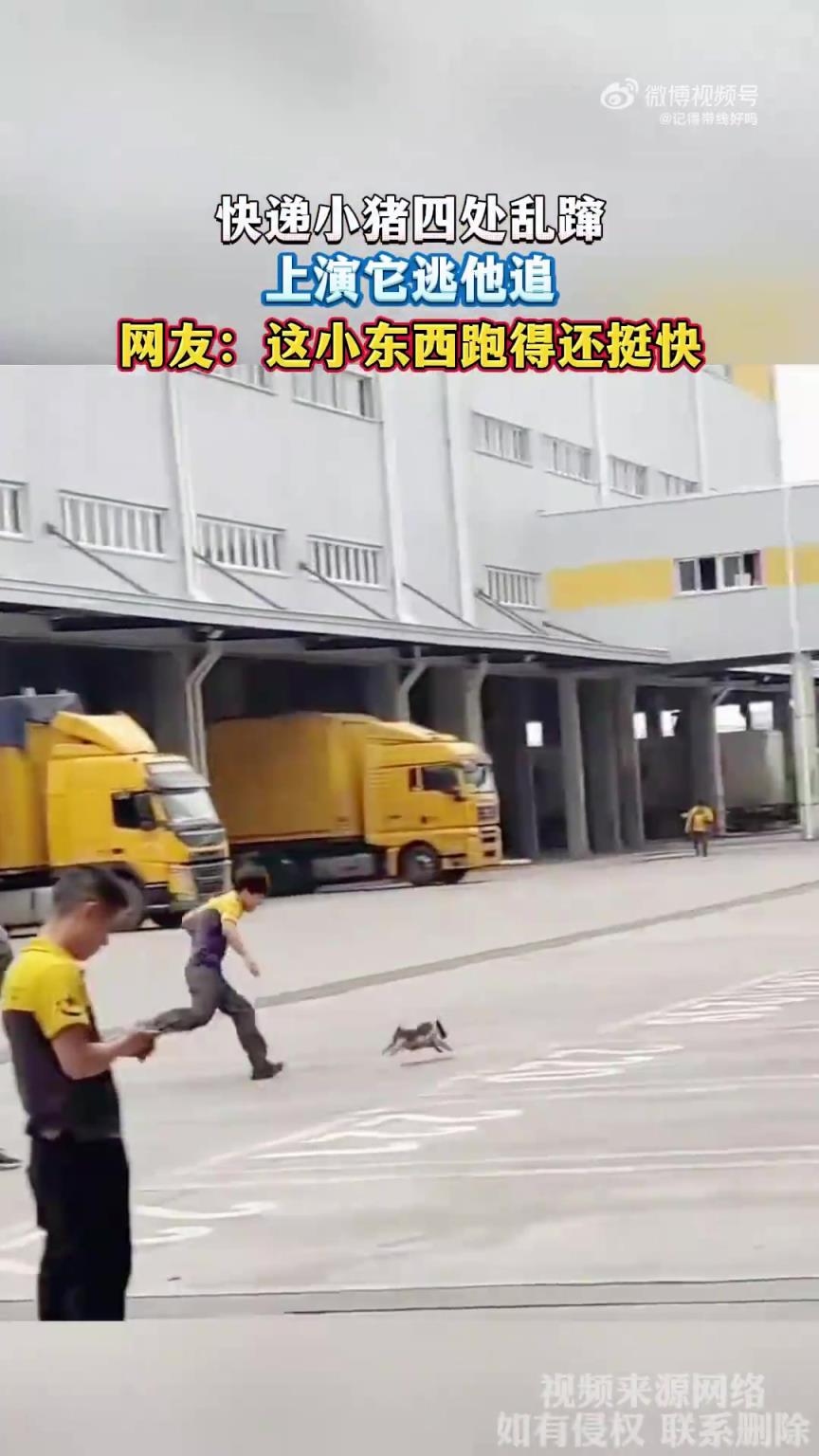 快递小猪四处乱蹿，上演它逃他追，网友：这小东西跑得还挺快