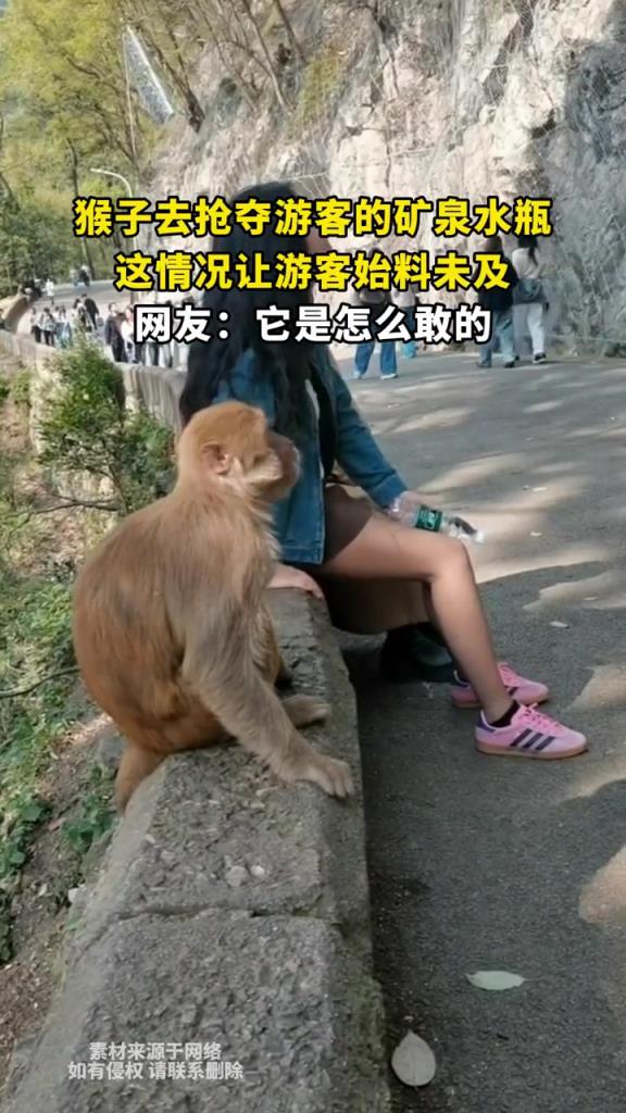 猴子去抢夺游客的矿泉水瓶,这情况让游客始料未及!!