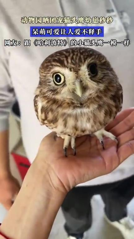 動物園曬團寵貓頭鷹幼崽“秒秒”，呆萌模樣惹人愛