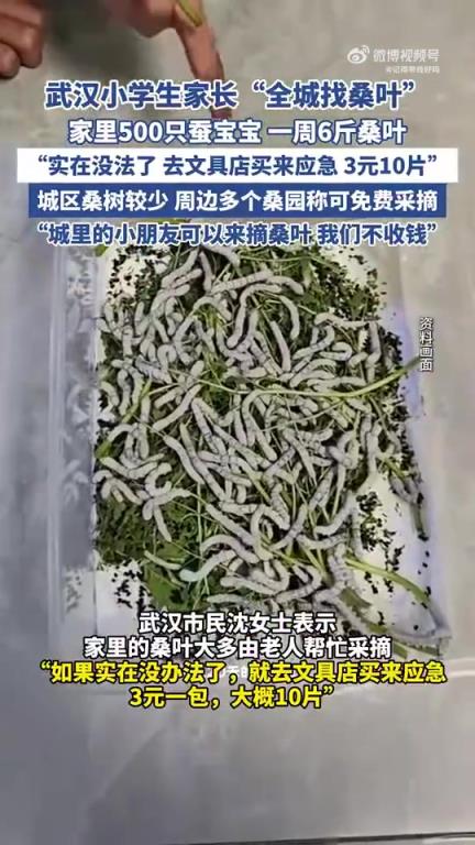 武汉小学生家长“全城找桑叶”，家里500只蚕宝宝 一周6斤桑叶