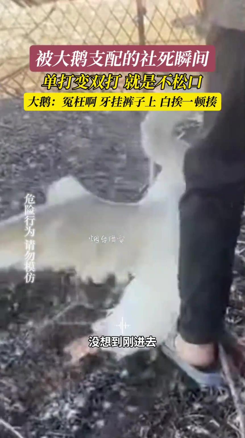 大鹅：冤枉啊，白挨一顿揍