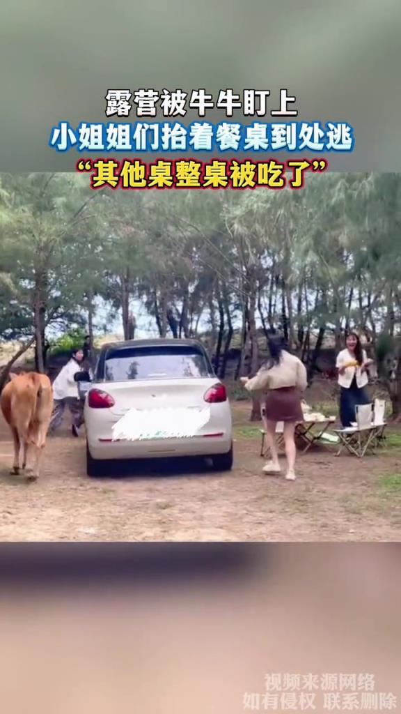 露营被牛牛盯上,小姐姐们抬着餐桌到处逃!!!