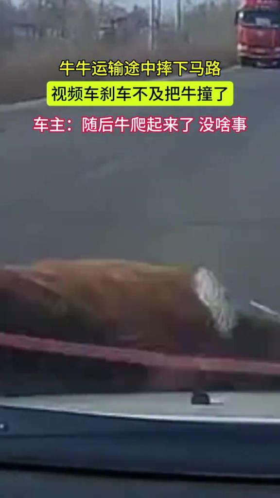牛在運輸途中摔下馬路被視頻車迎頭撞上