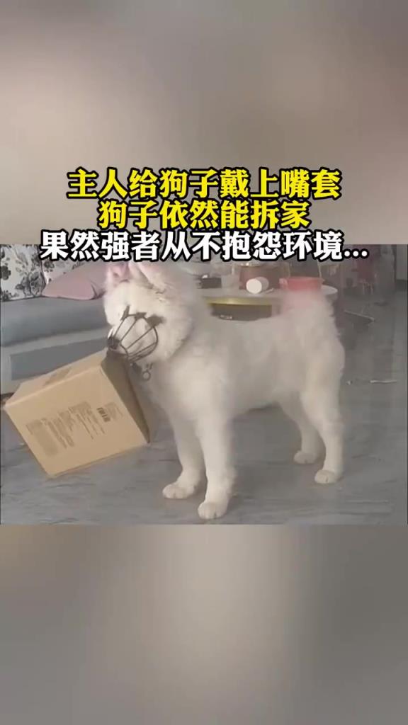 主人給狗子戴上嘴套狗子依然能拆家