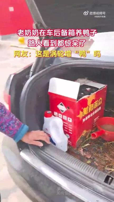 老奶奶于车后备箱养鸭，路人见状惊讶不已