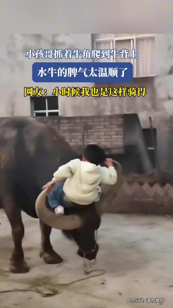 小孩哥抓著牛角爬到牛背上,這牛脾氣太溫順了!!!