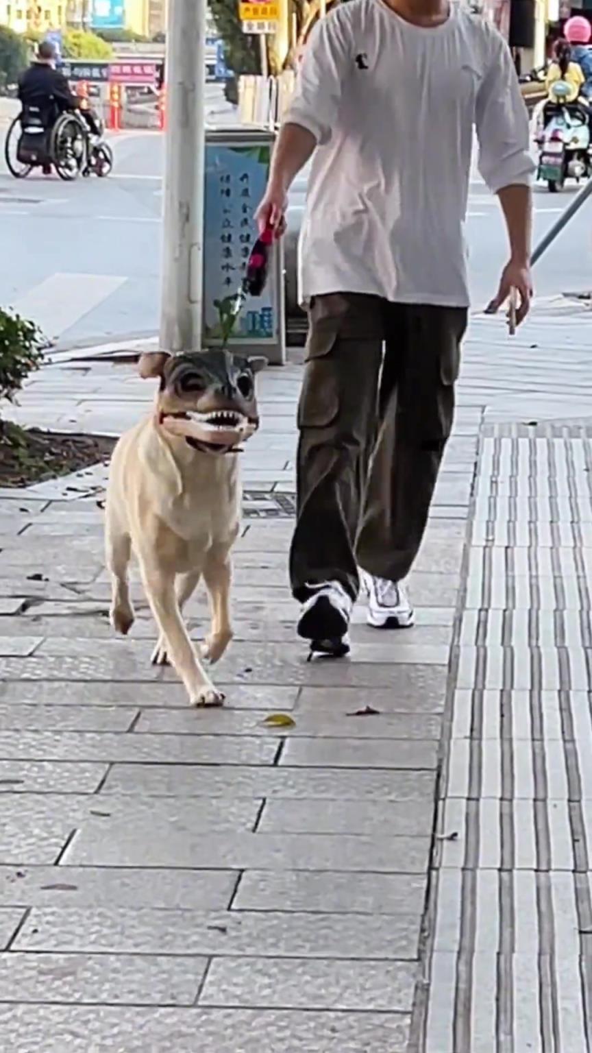 這狗子怎么恐里恐氣的…