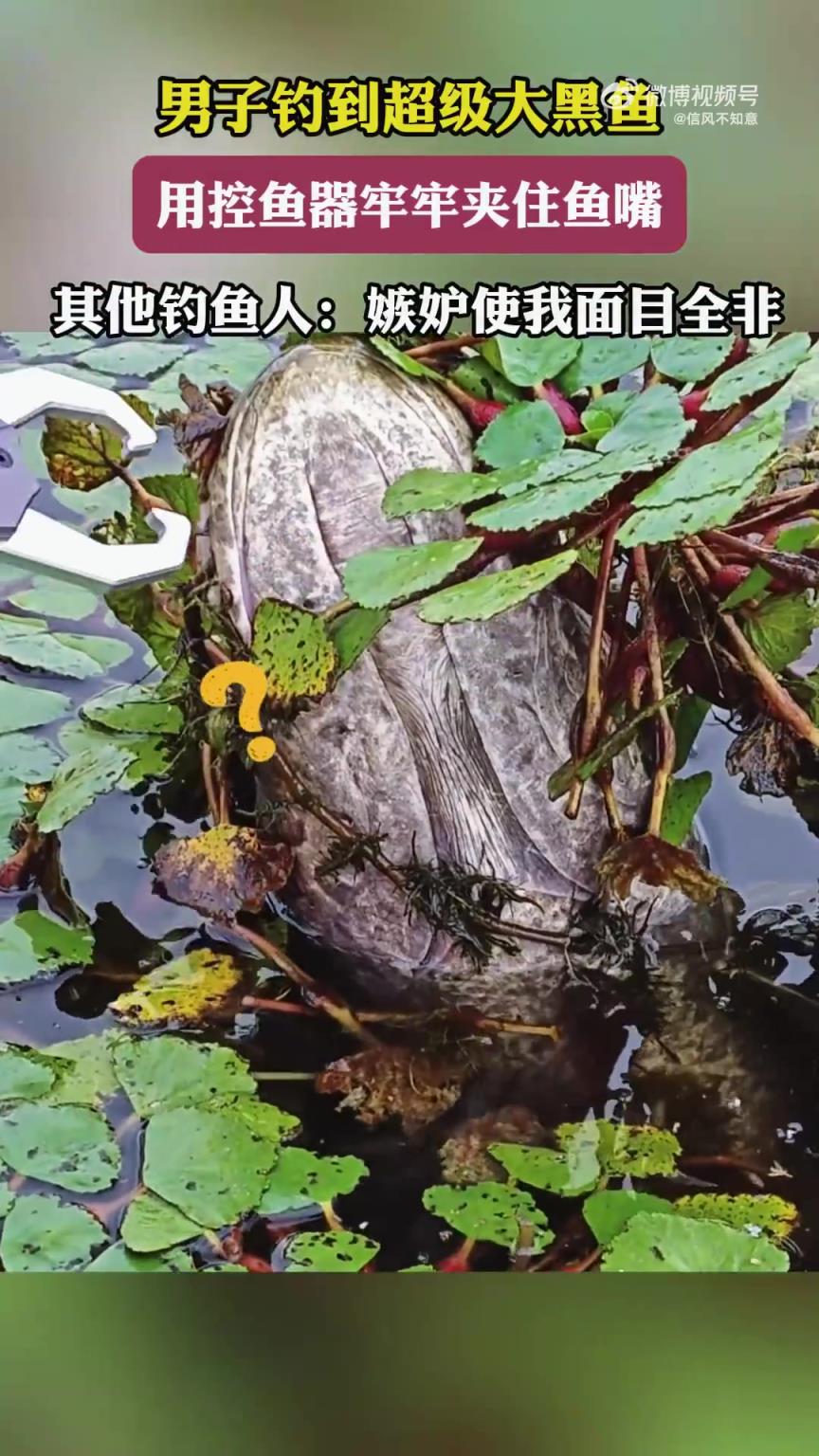 男子釣獲超大黑魚，用控魚器夾緊魚嘴