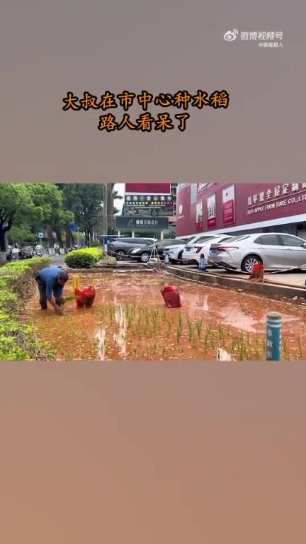 大叔在市中心種水稻，引路人駐足驚嘆