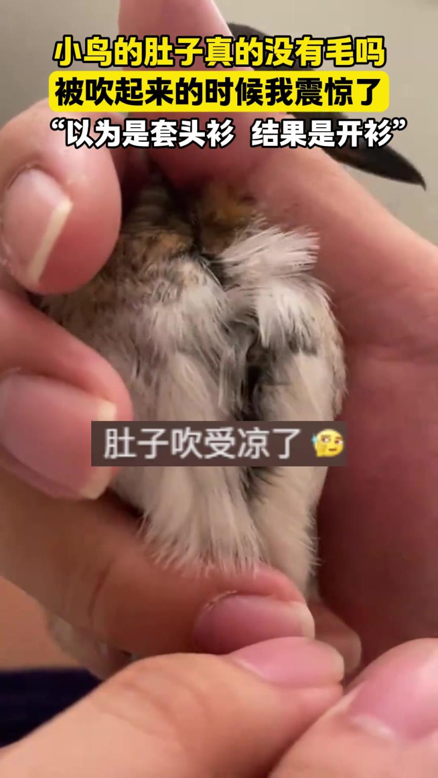 小鳥的肚子真的沒(méi)有毛嗎？被吹起來(lái)的時(shí)候我震驚了。