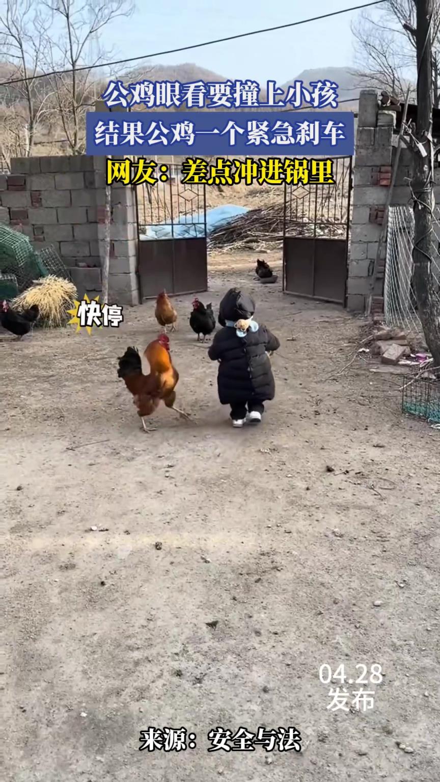 公雞眼看要撞上小孩，結(jié)果公雞一個緊急剎車，網(wǎng)友：差點(diǎn)沖進(jìn)鍋里