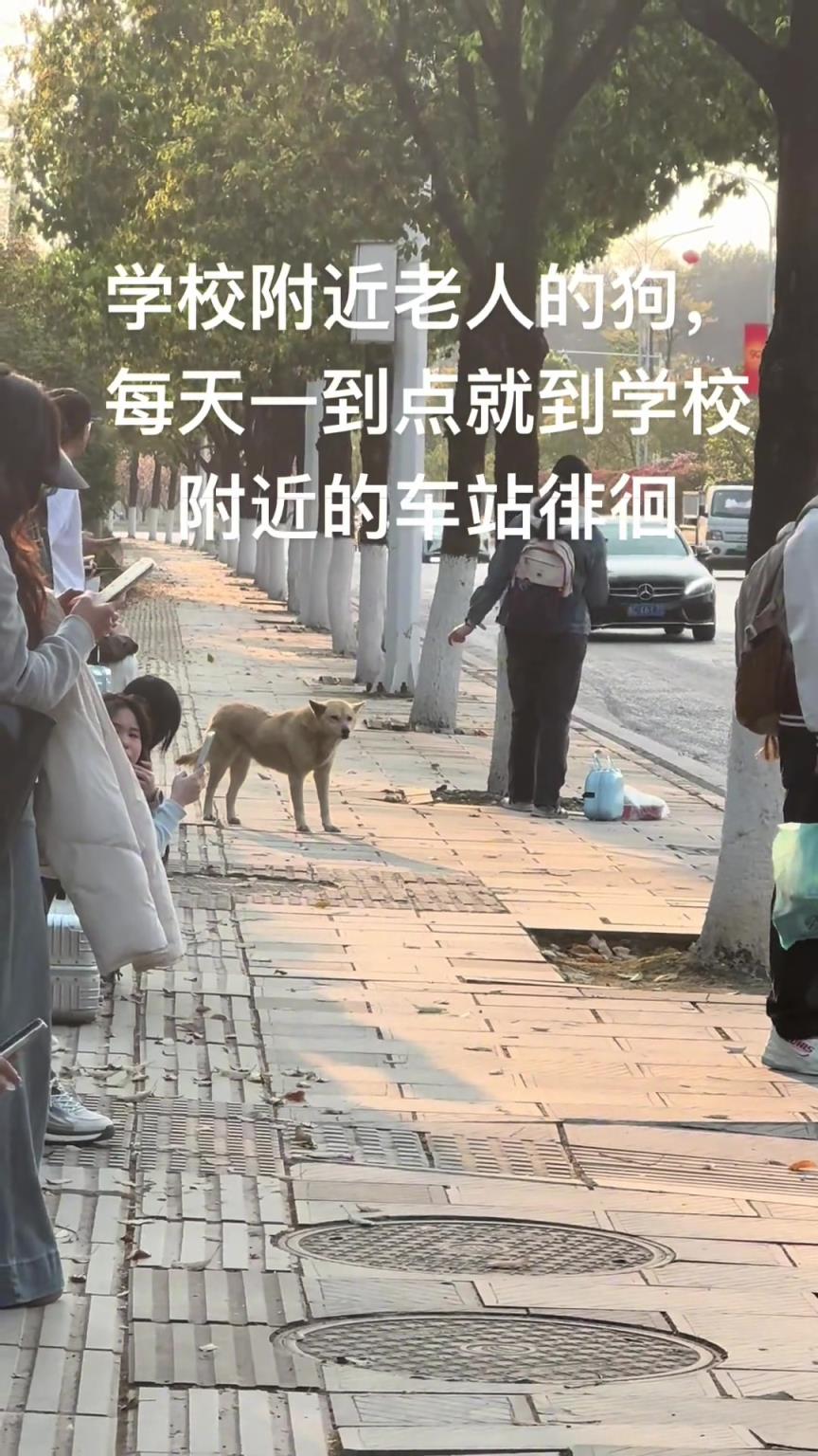 狗：大學(xué)生真好騙