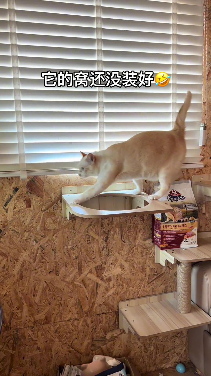 猫：我的窝呢？总有刁民想害朕...